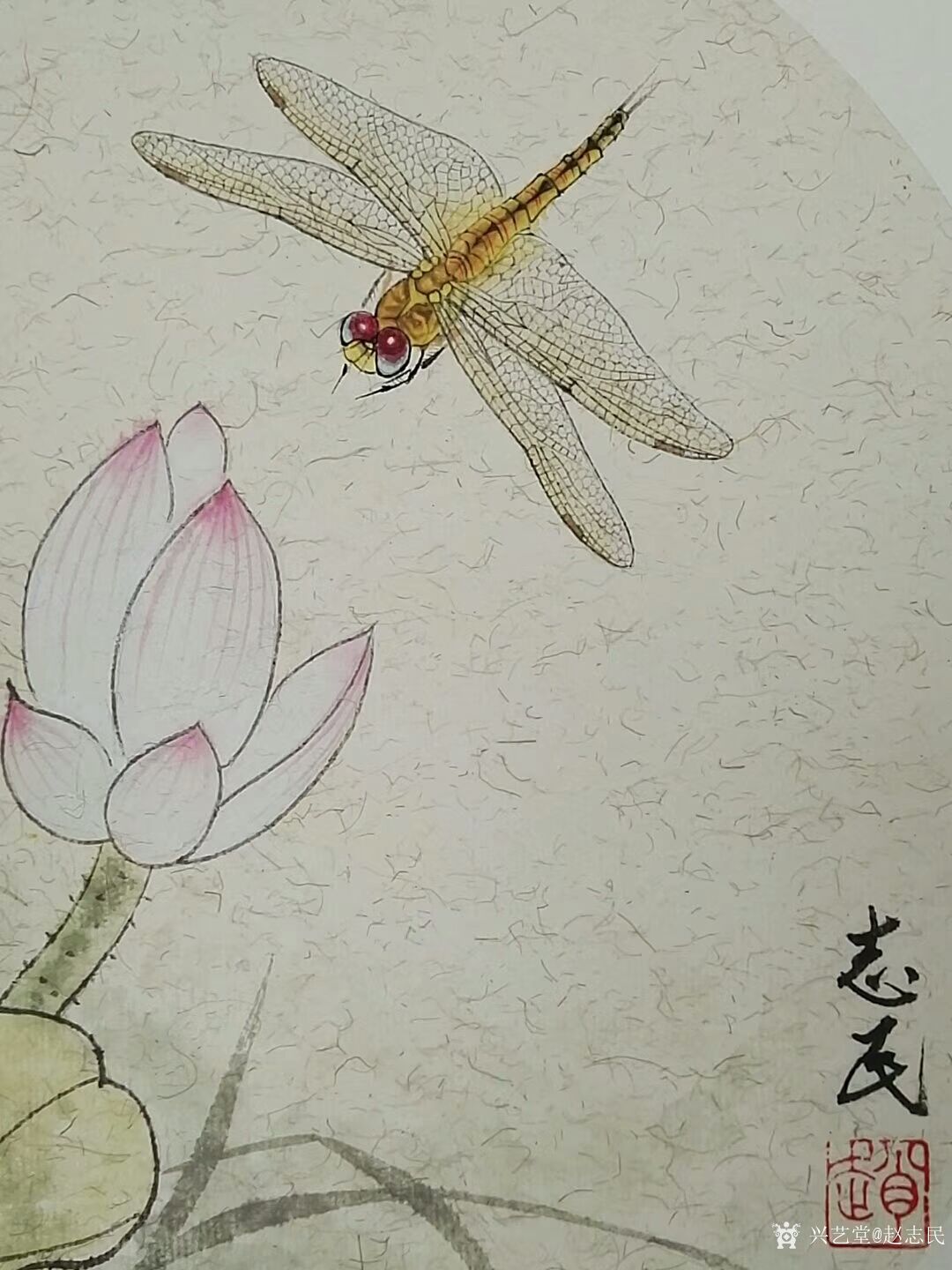 赵志民日记-工笔画蜻蜓:《小荷才露尖尖角,早有蜻蜓立上头.