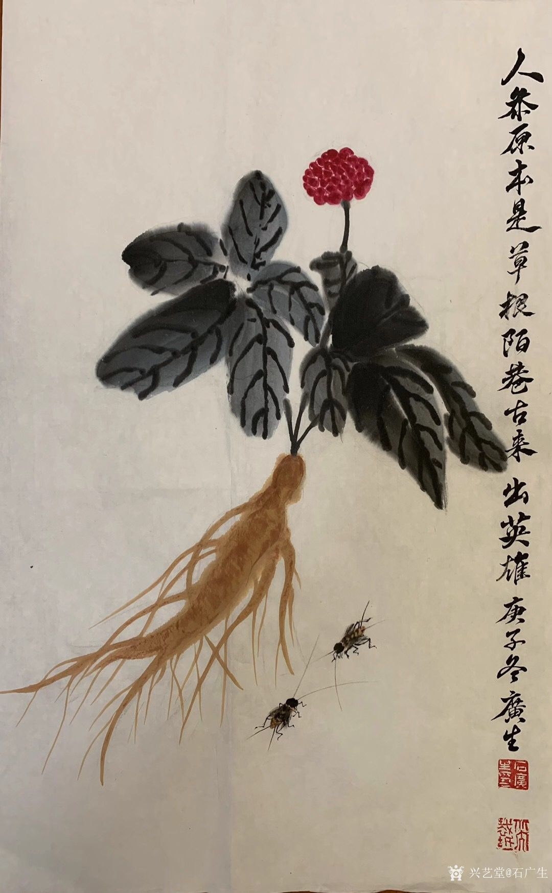 石广生日记:国画写意画《人参原本是草根,陌