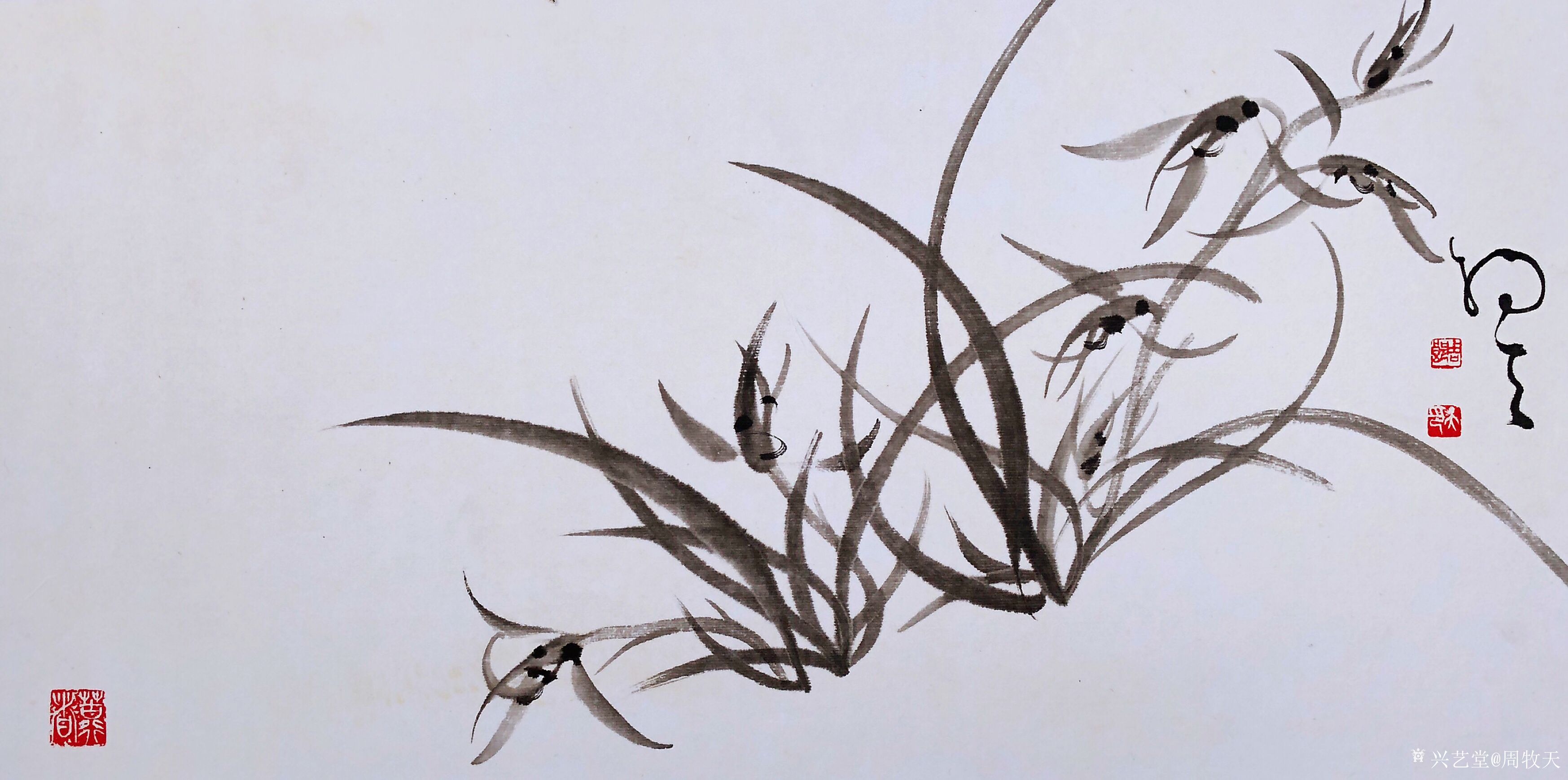 周牧天国画兰花40幅