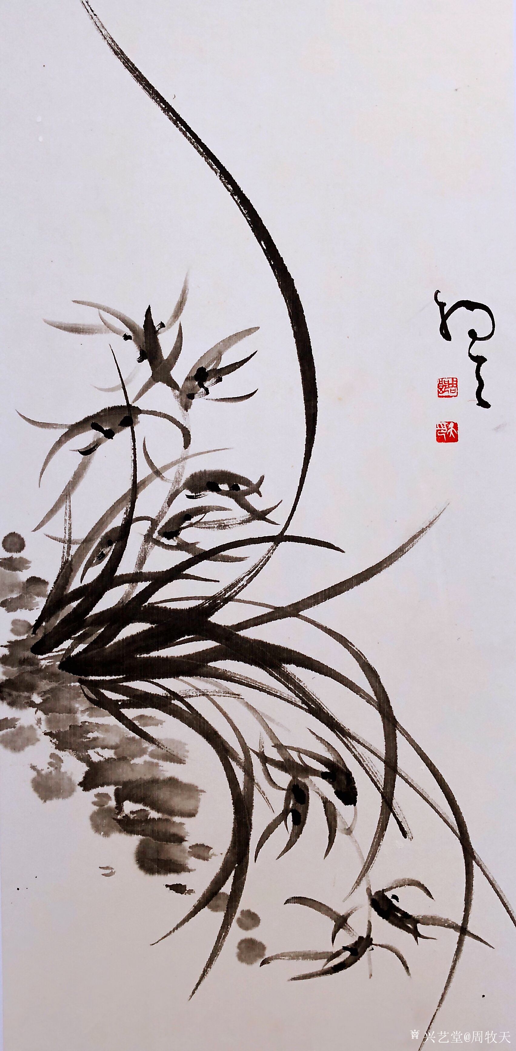 周牧天国画兰花,40幅