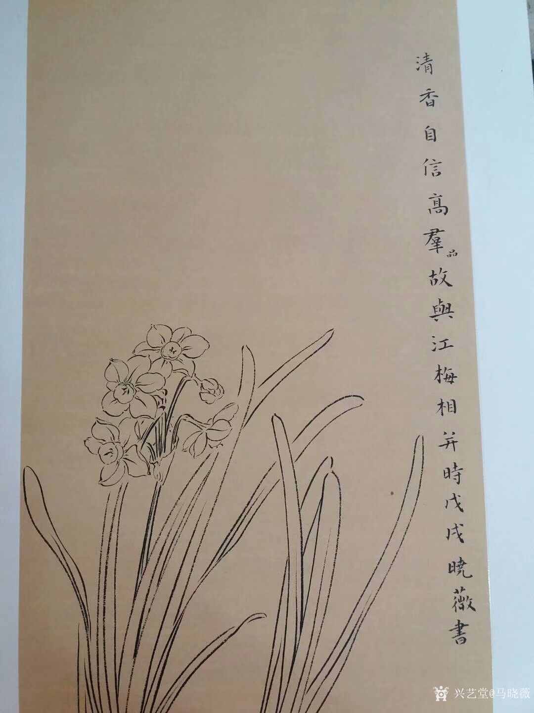 马晓薇日记:国画花鸟画水仙《清香自信高群品，故与江梅相并时》，新作，请欣_兴艺堂