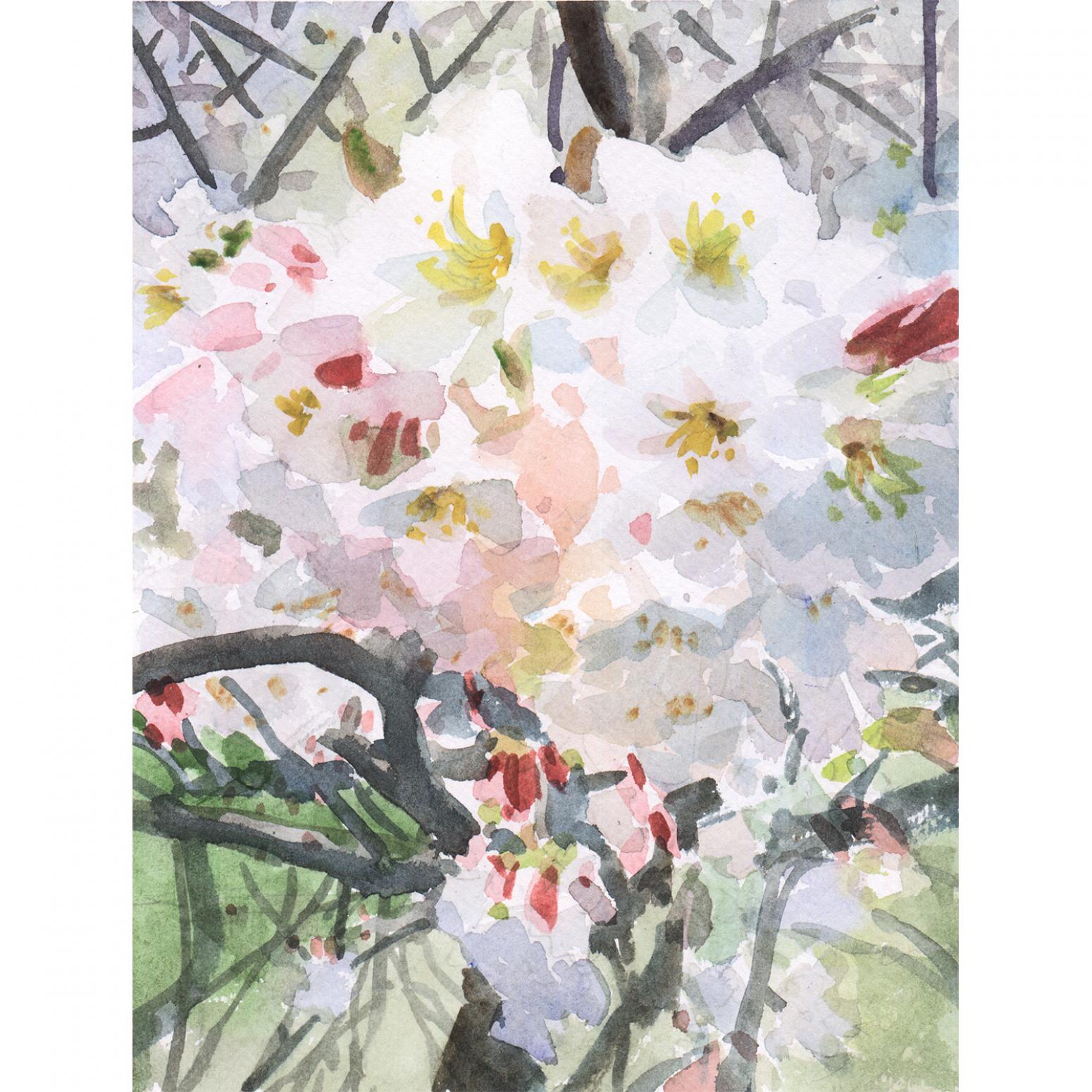 杨阳国画作品《【樱花】作者杨阳》