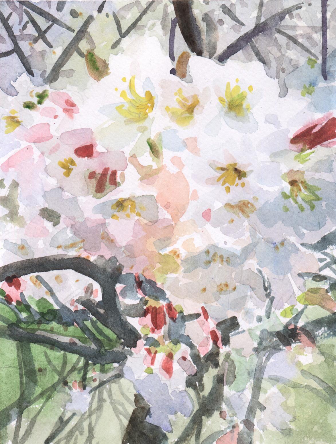 杨阳国画作品《【樱花】作者杨阳》【图0】