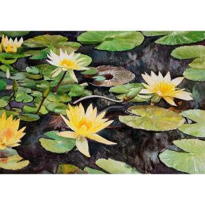 艺术品图片：艺术家杨阳国画作品名称《【睡莲】作者杨阳》价格1920.00 元