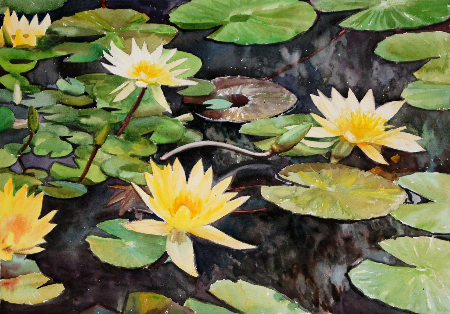 杨阳国画作品《【睡莲】作者杨阳》【图0】