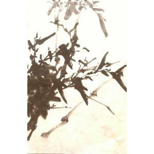 任清宇国画作品《【竹报平安2】作者任清宇》价格3850.00元