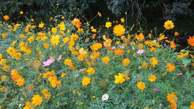 蔡国英生活-中秋踏月归乡，信步倘徉花间【图3】