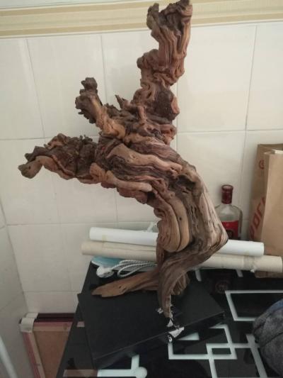 徐继良收藏-俺也晒一下俺地小太阳!【图1】