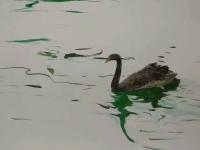 艺术家王征明日记:水意画指在表现形式上像水一样无固定法则，根据创作条件随机变化【图2】