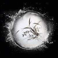 艺术家周牧天生活:周牧天水墨兰花【图2】