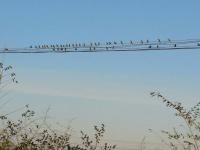 艺术家祝汉山日记:秋天真的来了，杂草小树上的麻雀，当你走进时，呼的一下子飞上了【图2】