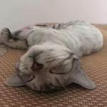 柳士才日志-可爱的宝宝还在睡……梦想着有大虾、大鱼吃……！美……很……美【图1】