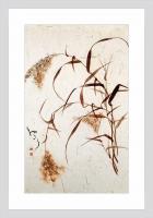 艺术家周牧天日记:狗尾巴草是默默无闻的代表，没有荷花的清香，没有曼珠莎华的妖娆【图4】