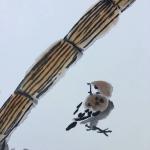 石梦松日志-闲庭燕雀访，陋室重书香。【图2】