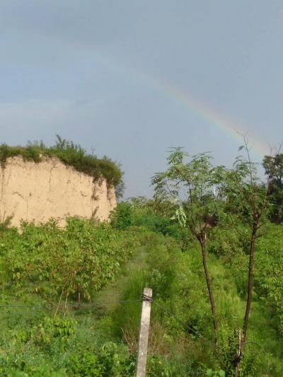 陈新义日记-若晴天和日，就静赏闲云
若雨落敲窗，就且听风声
若流年有爱，就心随花开
若【图4】