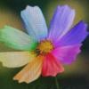 格桑花