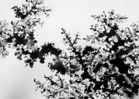 艺术家杨振华日记:近日创作的国画《梅花》【图2】