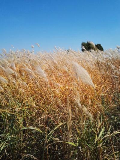 臧远清日记-蒹葭苍苍,白露为霜.
蒹葭凄凄,白露未晞.
蒹葭采采,白露未已.【图3】