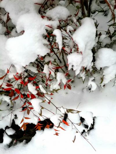 任清宇生活-拍几张雪景，是不是落上款题上一行字，加几方红印章就变成一幅好画？再加个小鸟在上面【图2】