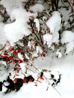 艺术家任清宇生活:拍几张雪景,是不是落上款题上一行字,加几方红印章就变成一幅好【图1】