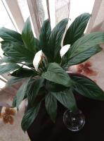 艺术家杨牧青日记:真正的文化人就是做终身殉道的一件事！非此不为真正！

佛【图0】