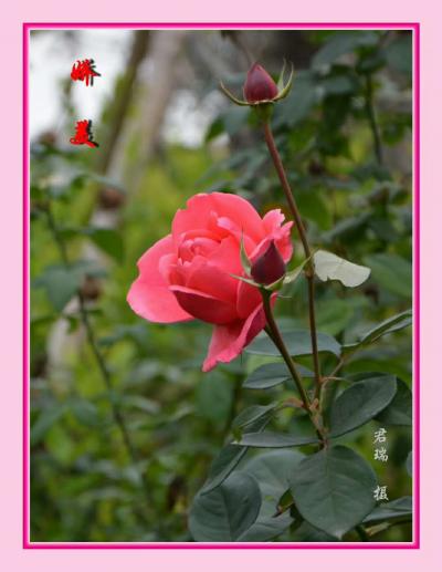 君瑞生活-近期的摄影作品，对生活充满感激和热情，风景尽在眼底。【图1】