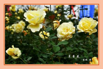 君瑞生活-近期的摄影作品，对生活充满感激和热情，风景尽在眼底。【图4】