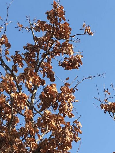 张近生生活-院 中 踱 步 难 衿 风
不 如 雅 斋 醉 丹 青
新 岚 满 纸 夸 【图1】