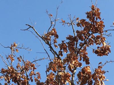 张近生生活-院 中 踱 步 难 衿 风
不 如 雅 斋 醉 丹 青
新 岚 满 纸 夸 【图2】