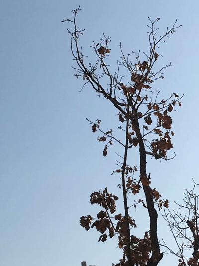 张近生生活-院 中 踱 步 难 衿 风
不 如 雅 斋 醉 丹 青
新 岚 满 纸 夸 【图3】