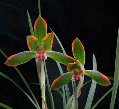 臧远清日记-佳兰初放，炉水正沸，天又大雪，君可携诗迳来，共品兰花香茗，奇书佳画。【图2】