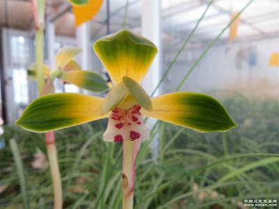 臧远清日记-佳兰初放，炉水正沸，天又大雪，君可携诗迳来，共品兰花香茗，奇书佳画。【图4】