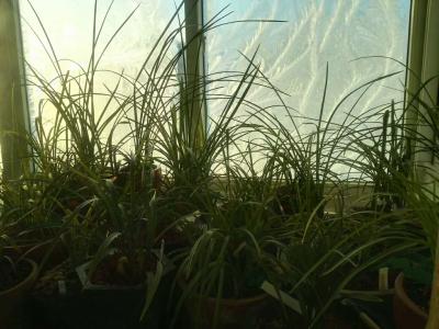 臧远清日记-佳兰初放，炉水正沸，天又大雪，君可携诗迳来，共品兰花香茗，奇书佳画。【图5】