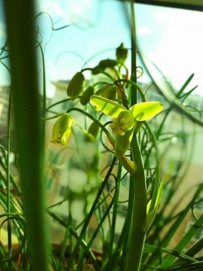 臧远清日记-佳兰初放，炉水正沸，天又大雪，君可携诗迳来，共品兰花香茗，奇书佳画。【图6】
