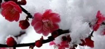 关惠宗日记-阿惠书法工作室一一春联《青山绿水风光好，红梅白雪气象新》
2018年最应景的一【图4】