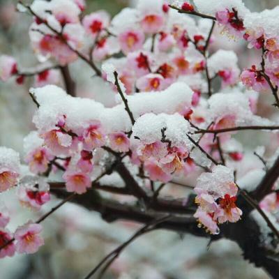 关惠宗日记-阿惠书法工作室一一春联《青山绿水风光好，红梅白雪气象新》
2018年最应景的一【图6】