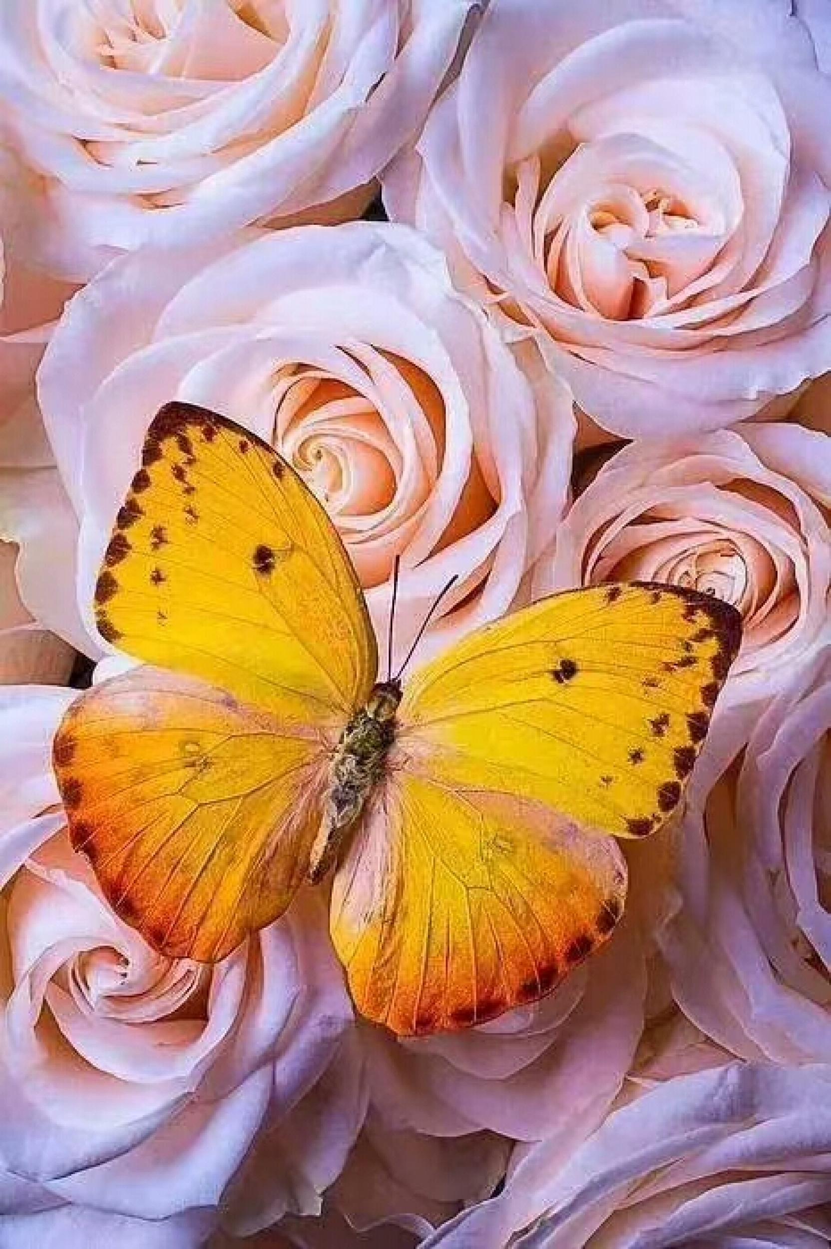 李晓平日志-李 晓 平 栩栩如生的蝴蝶【图3】