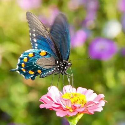 李晓平日记-李    晓   平  
栩栩如生的
蝴蝶【图4】