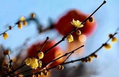 李晓平日记-红梅报春 福禄寿喜【图2】