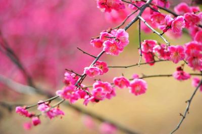 李晓平日记-红梅报春 福禄寿喜【图6】