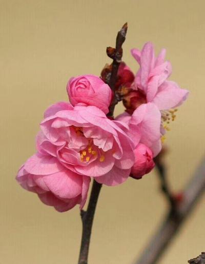 李晓平日记-红梅报春 福禄寿喜【图7】