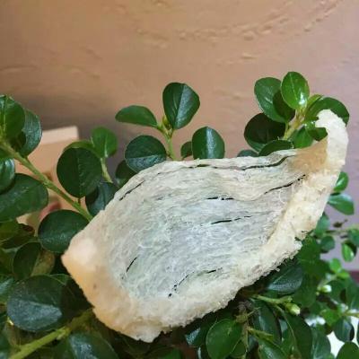 木秀于林生活-如果大家想买靓燕窝，我们的燕窝都是真材实料的不漂不刷不补碎都是无添加的。abc8【图7】