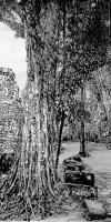 艺术家马培童日记:带你走进柬埔寨，我画吴哥窟的大榕树，生命力极强，都生长在石窟【图0】