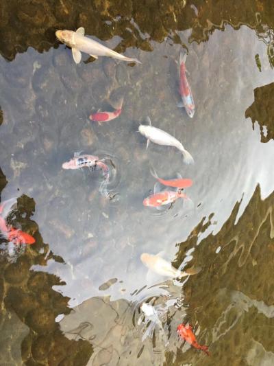 叶仲桥日记-学习加以运用、变化和构思，《锦上添花》这组画幅昨晚上已经基本完成，敬请同道给予指【图1】