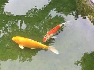 叶仲桥日记-学习加以运用、变化和构思，《锦上添花》这组画幅昨晚上已经基本完成，敬请同道给予指【图9】