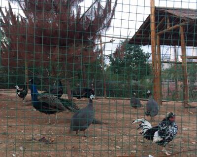 刘应雄生活-回到家乡宁远，来到自己题写牌匾的生态农庄----《华舜园》，非常激动。一年前，这【图3】