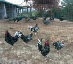 刘应雄生活-回到家乡宁远，来到自己题写牌匾的生态农庄----《华舜园》，【图4】