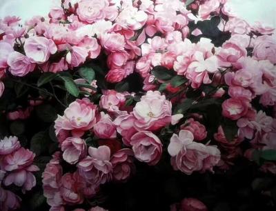 杨凌日记-杨凌 女 字莲语，墨言堂主人，大学学历，四川省都江堰市美术家协会会员，自幼酷爱绘【图1】