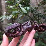 珍玩斋藏宝-海黄紫油黎老料虎皮纹《一鸣惊人》笔架摆件
规格为13*3.【图2】