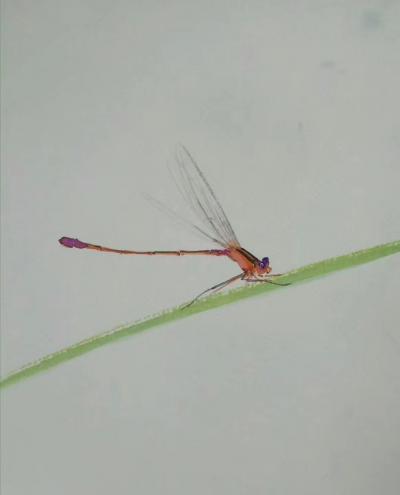 王征明日记-关于绘画动态的问题：画画仅仅处在简单的描摹（包括写生和默写）属于刻板而无生命力。【图3】